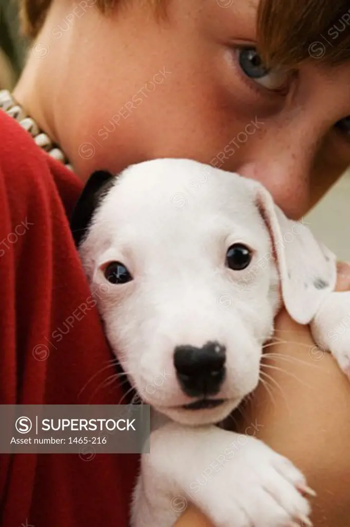 Close-up of a boy holding a Jack Russell Terrier puppy