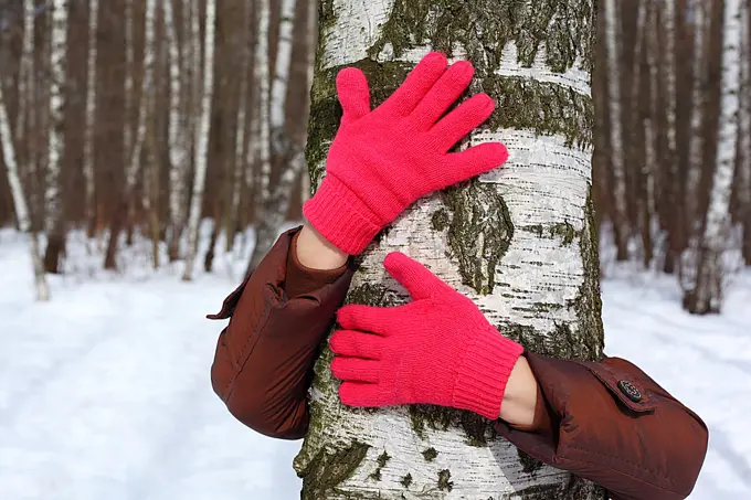 Hands in red gloves embrace russian birch
