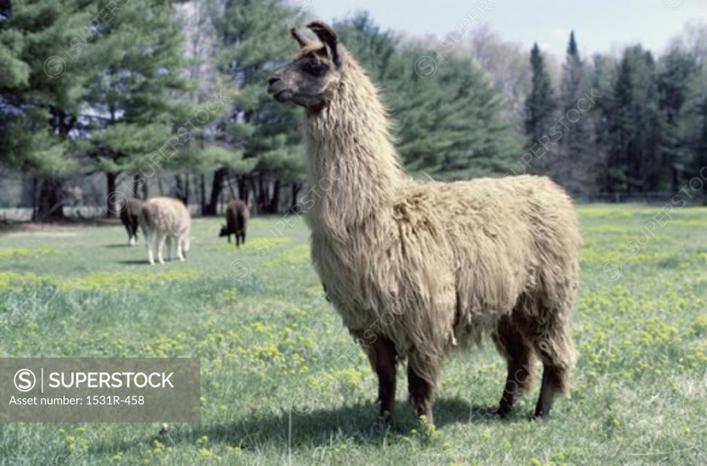 Stock Photo: 1531R-458 Llama's in a grassy field