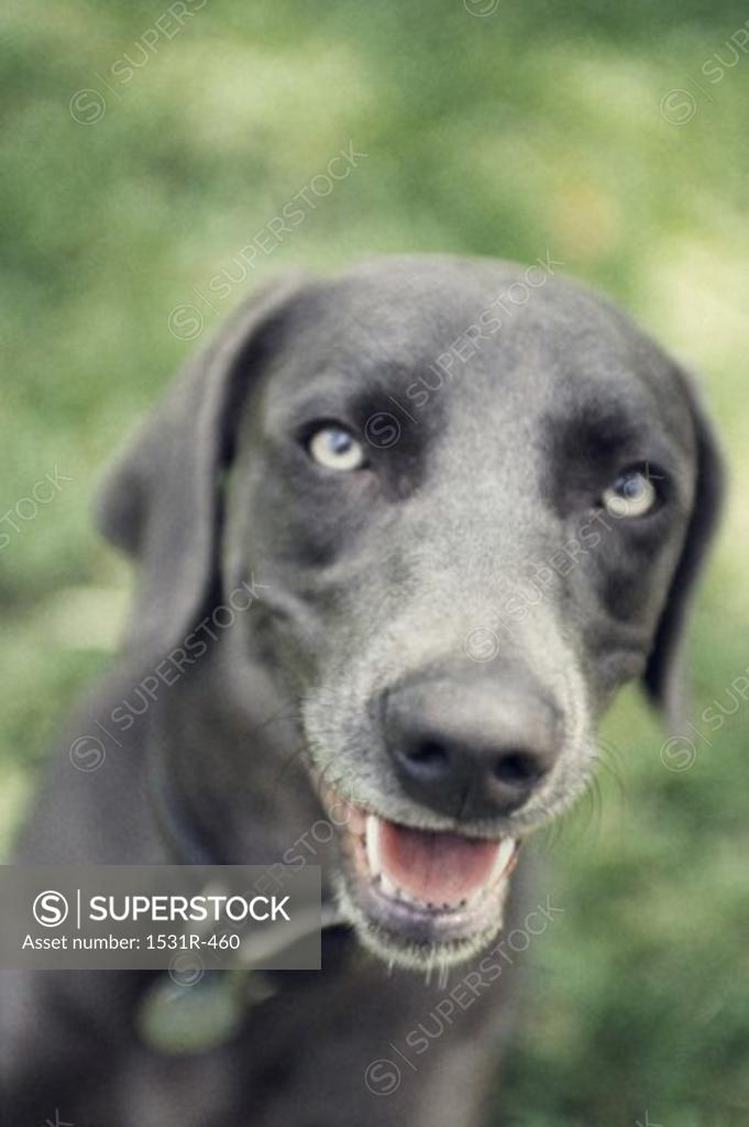 Stock Photo: 1531R-460 High angle view of a dog