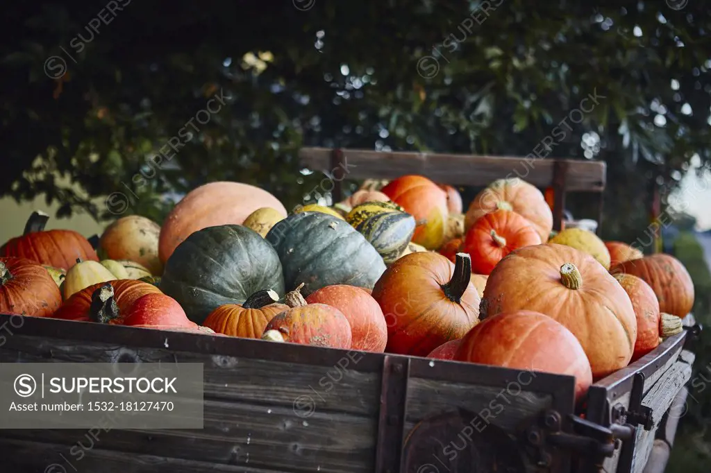 Different pumpkins on a wooden cart