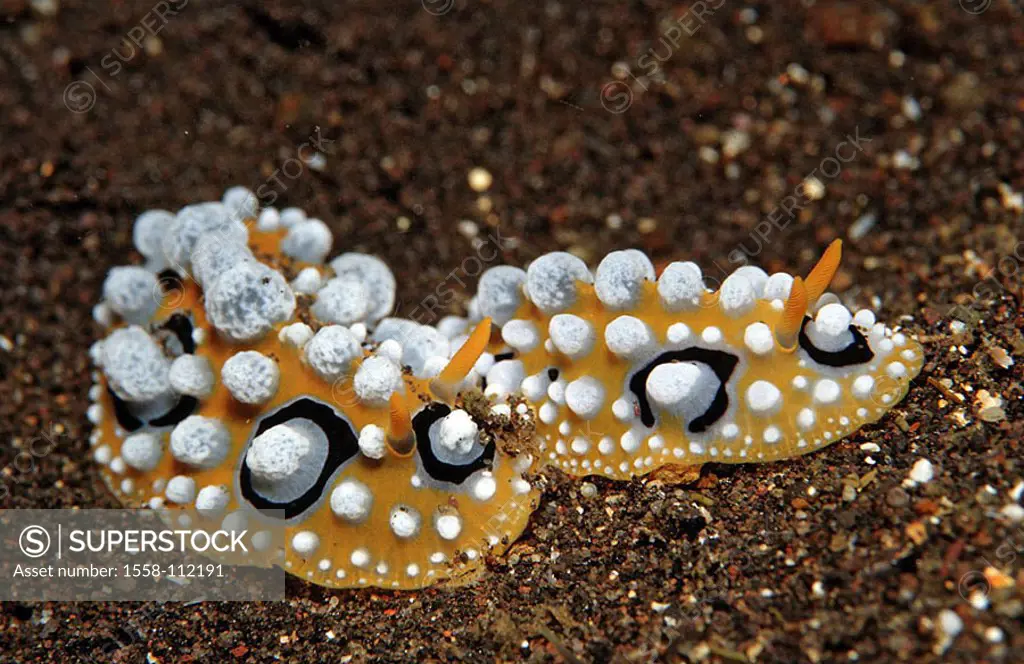 Indian ocean, underwater-reception, eye-wart-snails, Phyllidia ocellata,  underwater-world, animals, sea-bulls, eye-wart-snails, Meeresschnecken,  slug,... - SuperStock
