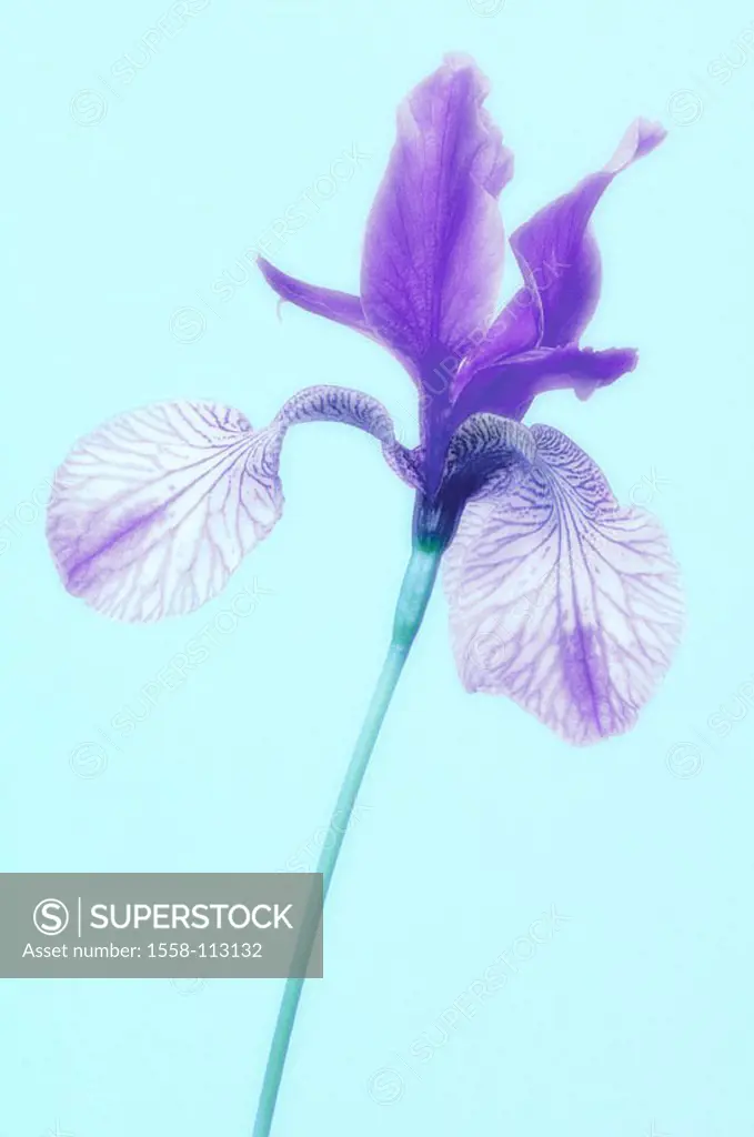 Siberian iris, Iris Sibirica, bloom, purple, plant, flower, iris-plant, reed-lily, petals, ornament-plant, prime, nature conservation, Floristik, natu...