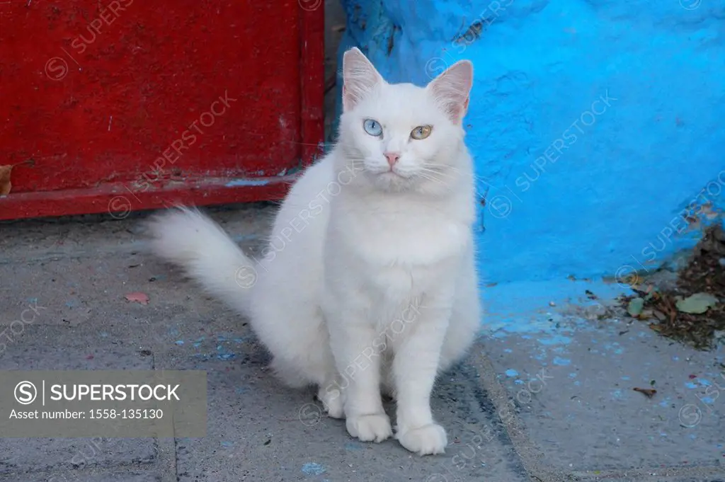 Cat, knows, eyes, in two colors, entrance, sitting, animal, pet, house-cat,  free-living, mammal, eye-color, differently, Freigänger, house-wall,  blue,... - SuperStock