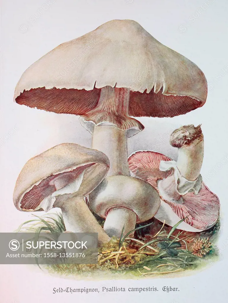 Fungus, Agaricus campestris, digital reproduction of an Illustration by Emil Doerstling (1859-1940)