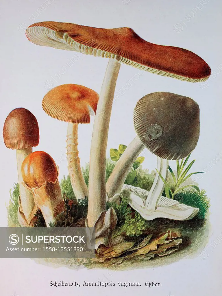 Fungus, Amanita vaginata, syn. Amanitopsis vaginata and vaginata plumbea, digital reproduction of an Illustration by Emil Doerstling (1859-1940)