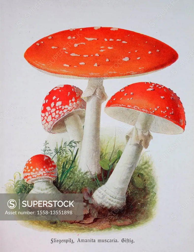 Toadstool, Amanita muscaria, digital reproduction of an Illustration by Emil Doerstling (1859-1940)