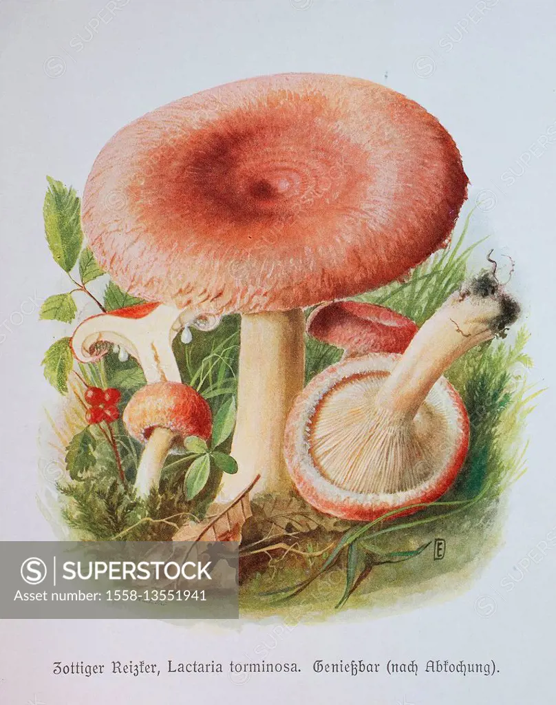 Fungus, Lactaria torminosa also Lactarius torminosus, digital reproduction of an Illustration by Emil Doerstling (1859-1940)
