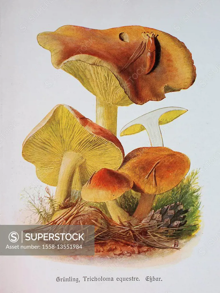 Fungus, Tricholoma equestre, digital reproduction of an Illustration by Emil Doerstling (1859-1940)