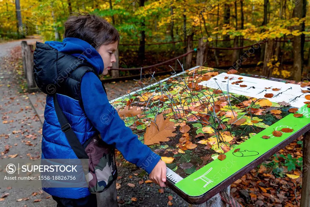 Europe, Germany, Baden-Wuerttemberg, Stuttgart, boy looks at an information board at the House of the Forest in Degerloch