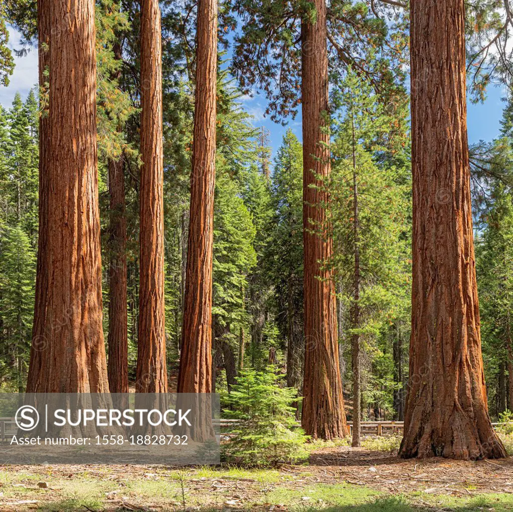 Sequoias in Mariposa Grove, Yosemite National Park, California, United States, USA,