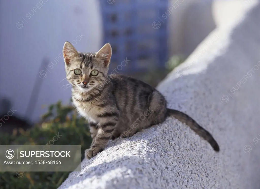 Wall, cat, young, brown-striped Animals, mammals, pet, house cat, young,  kittens, free-living, sitting gaze camera, outside, summer concept  Freigäng... - SuperStock