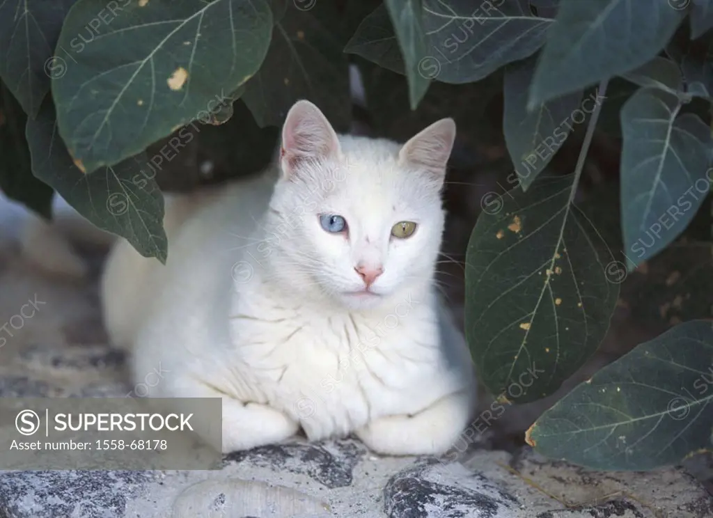 Shrub, cat, eyes, white pussy, lie Garden, animals, mammals, pet, house  cat, free-living, nobly, mystically, mysteriously, resting, confidently,  obs... - SuperStock
