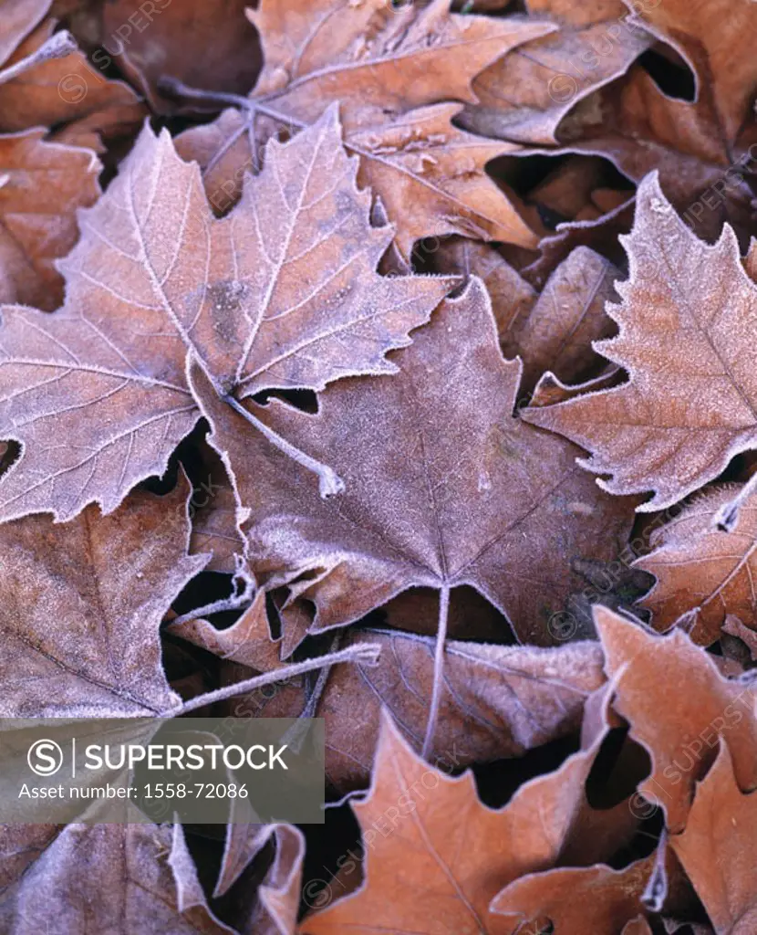 Maple foliage, hoarfrost, close-up   Maple, maple leaves, leaves, foliage, autumn, late autumn, fall foliage, autumnal, season, cold, drily, ring, fro...
