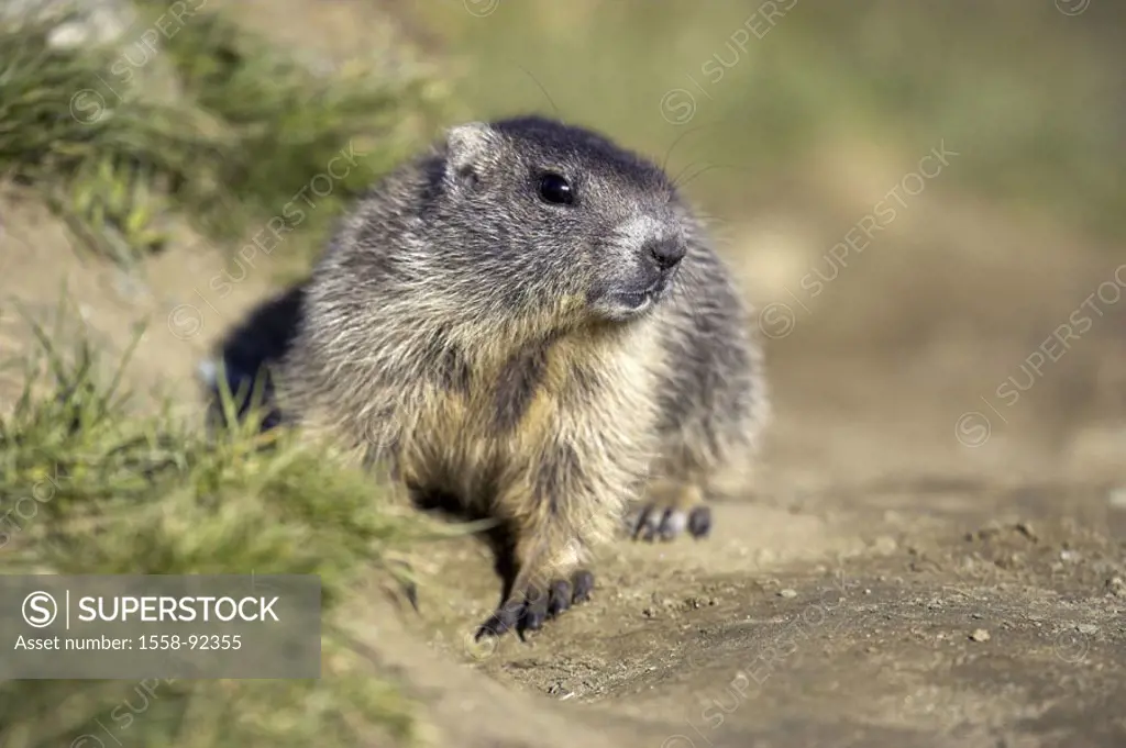 Mountains, alpine marmot, Marmota marmota, vigilance, Series, wildlife,  Wildlife, wild animal, animal, mammal, rodent, croissants, marmots,  attenti... - SuperStock