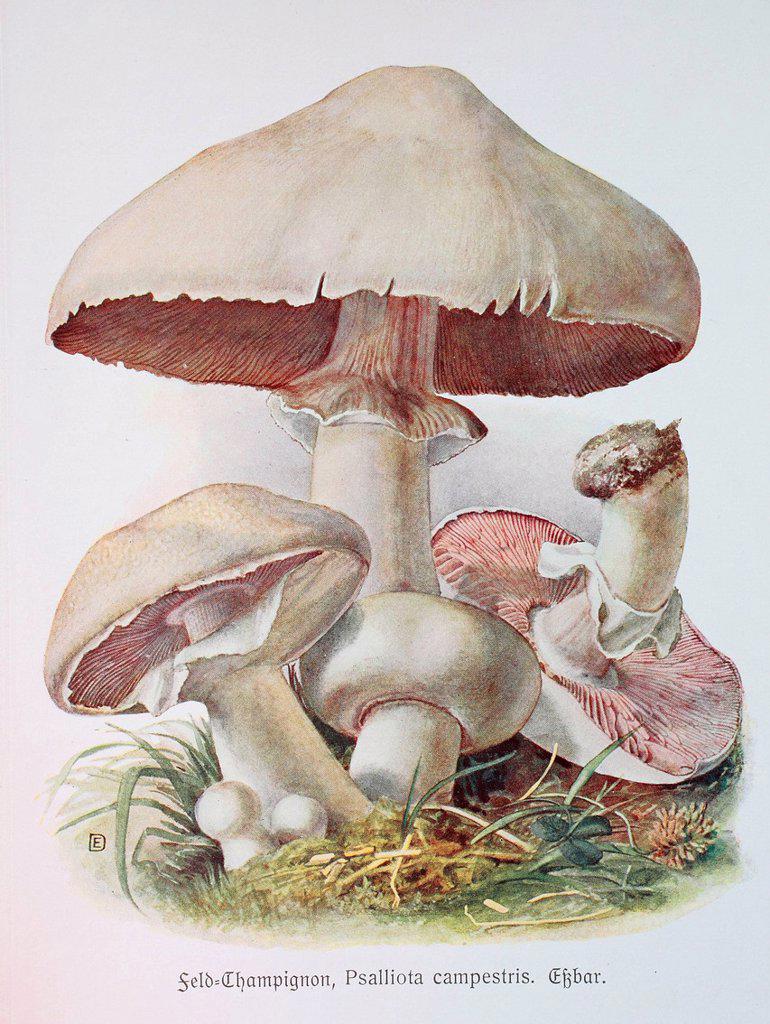 Fungus, Agaricus campestris, digital reproduction of an Illustration by Emil Doerstling (1859-1940)