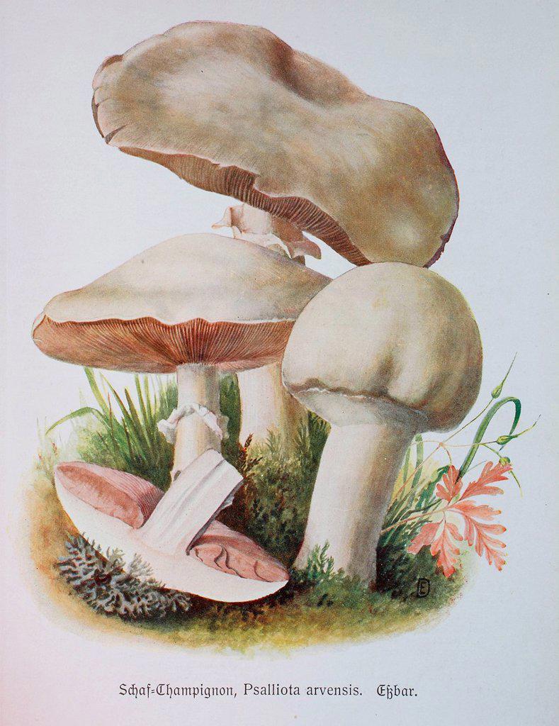 Fungus, Agaricus arvensis, Syn. Psalliota arvensis, digital reproduction of an Illustration by Emil Doerstling (1859-1940)
