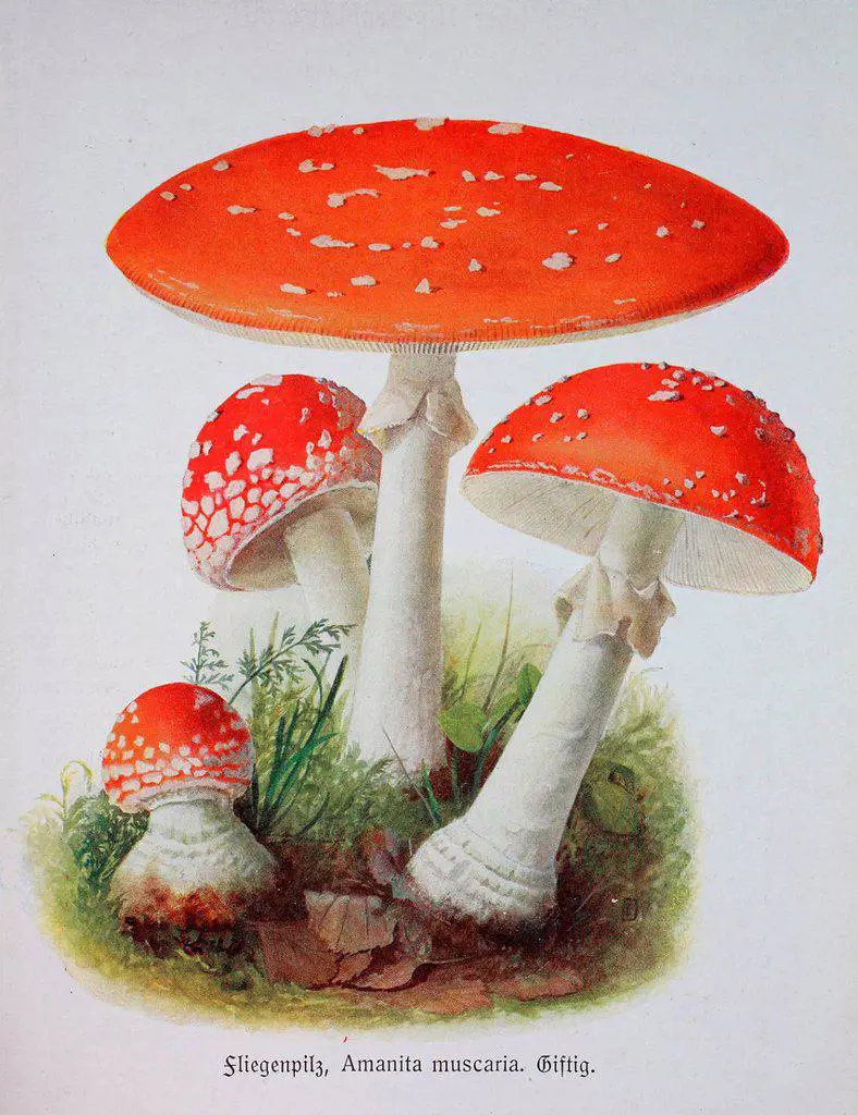 Toadstool, Amanita muscaria, digital reproduction of an Illustration by Emil Doerstling (1859-1940)