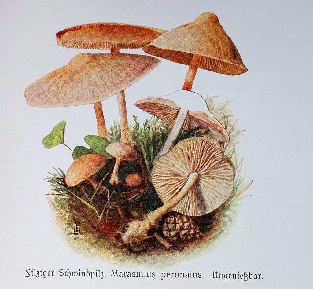 Fungus, Marasmius peronatus, digital reproduction of an Illustration by Emil Doerstling (1859-1940)