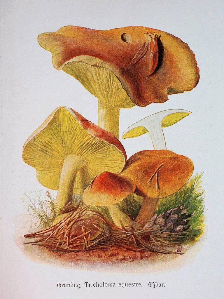 Fungus, Tricholoma equestre, digital reproduction of an Illustration by Emil Doerstling (1859-1940)