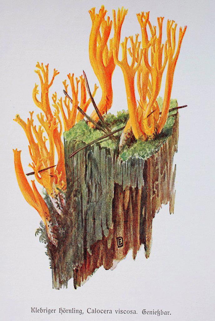 Fungus, Calocera viscosa, digital reproduction of an Illustration by Emil Doerstling (1859-1940)