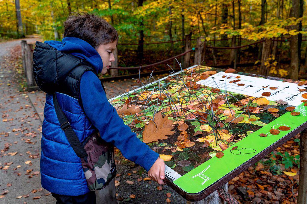 Europe, Germany, Baden-Wuerttemberg, Stuttgart, boy looks at an information board at the House of the Forest in Degerloch