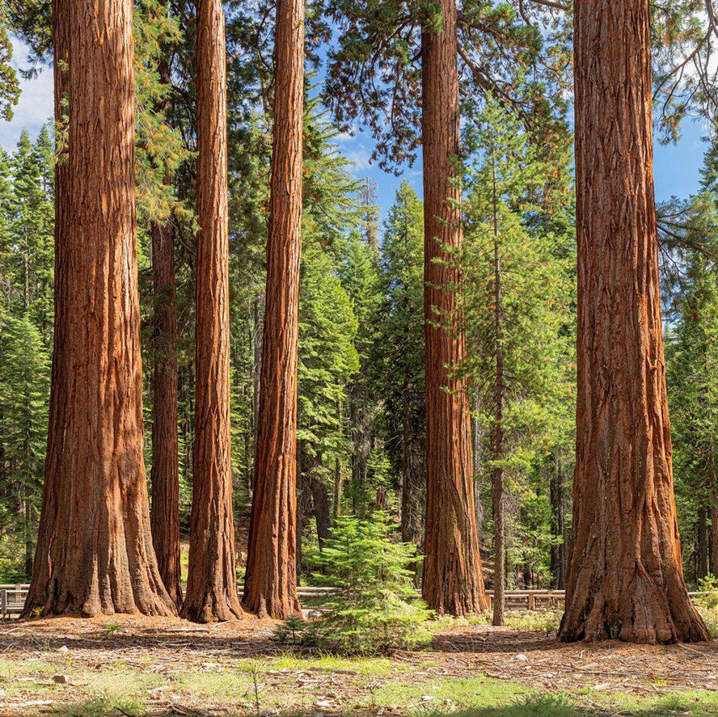 Sequoias in Mariposa Grove, Yosemite National Park, California, United States, USA,