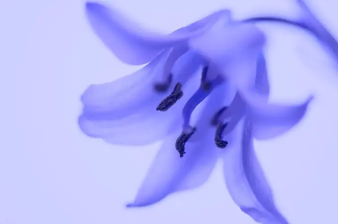 Hyacinth, Hyacinthus orientalis, detail, bloom, Highkey, series, plant, flower, lily-plant, Liliaceae, blooms, prime, petals, purple spring-flower sea...