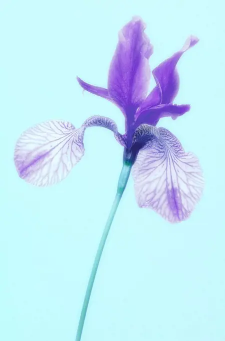 Siberian iris, Iris Sibirica, bloom, purple, plant, flower, iris-plant, reed-lily, petals, ornament-plant, prime, nature conservation, Floristik, natu...