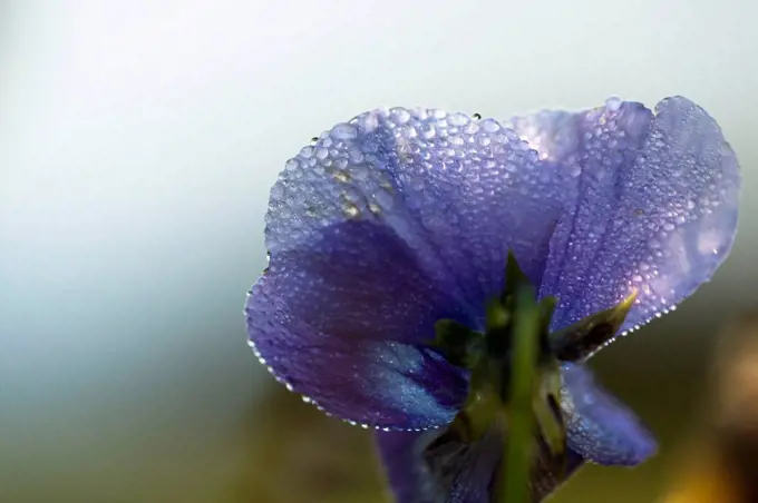 Droplets of morning dew on petal of pansy flower, light blue background