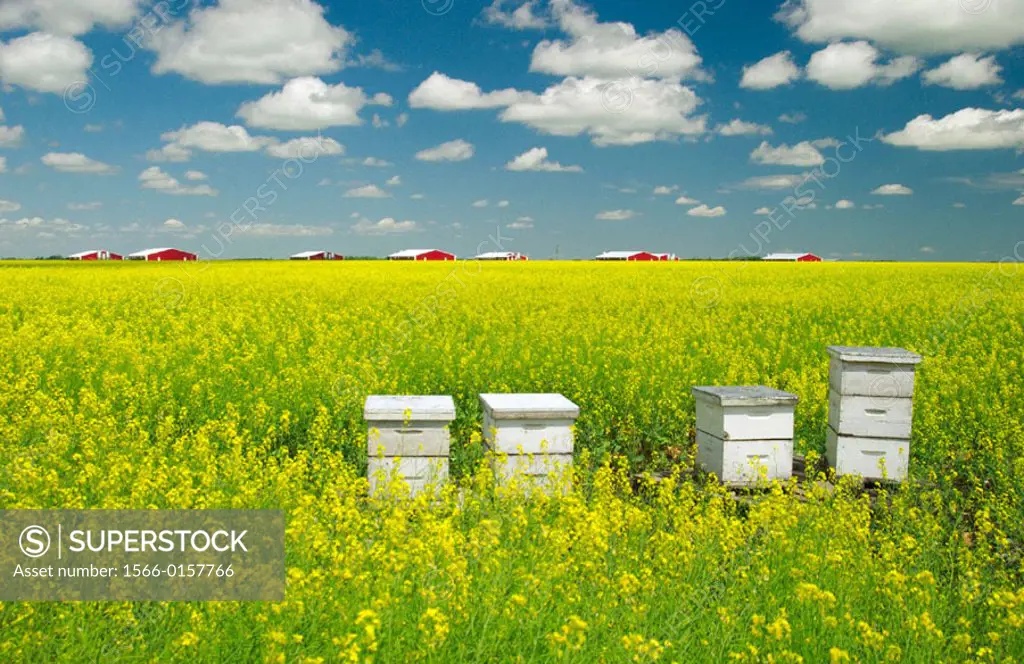 Canola field and bee hives in Southern Manitoba. Canada