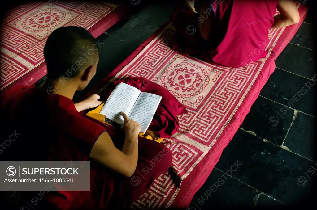 monjes, monjes budistas, monjes budistas tibetanos, estudio, lectura, educación, meditación, concentración, magenta, purpura, cochonetas, libros, mona...