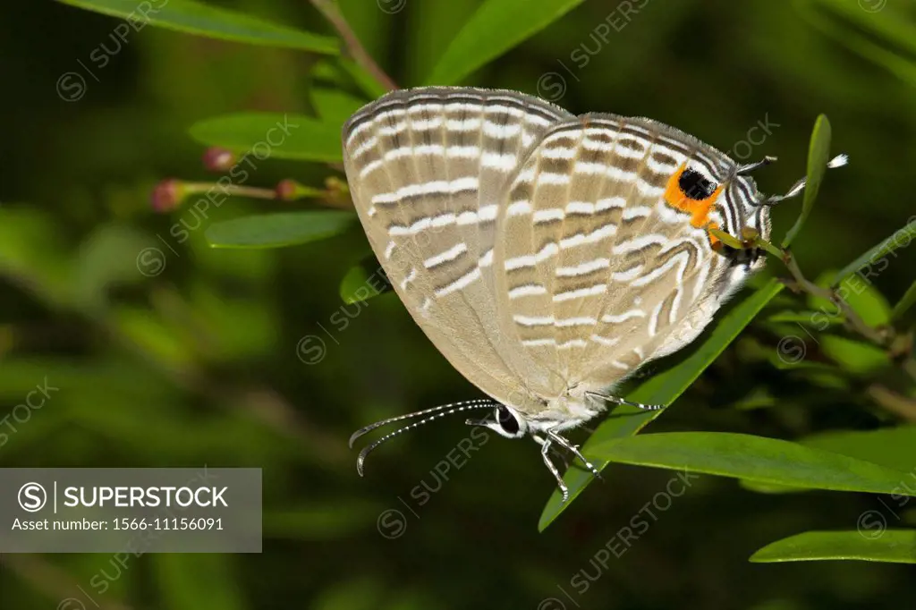Butterfly, Common Cerulean, Jamides celeno, Common, Neyyar Wildlife  Sanctuary, Kerala. - SuperStock