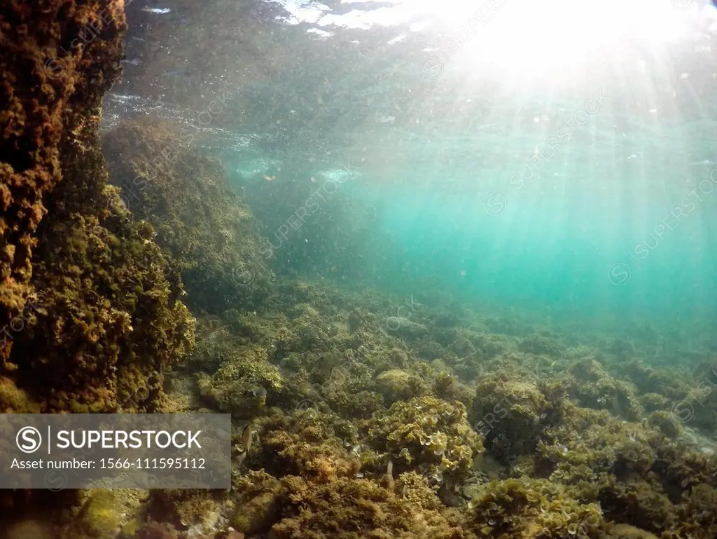 Underwater Mediterranean sea in Moraira Alicante Spain. - SuperStock
