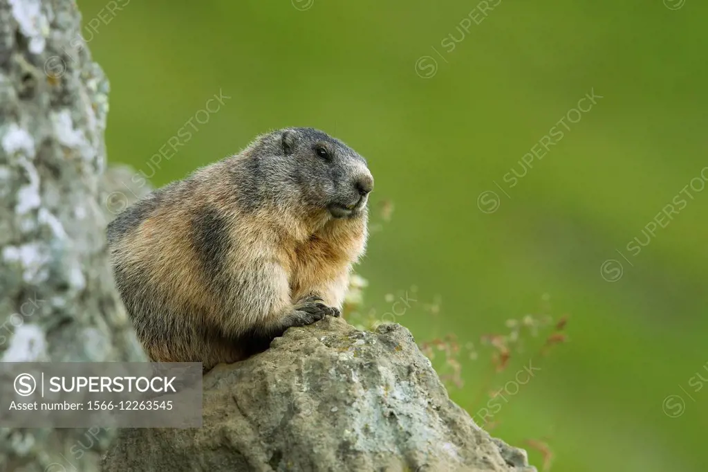 Alpine Marmot (Marmota marmota), Hohe Tauern National Park, Austria. -  SuperStock