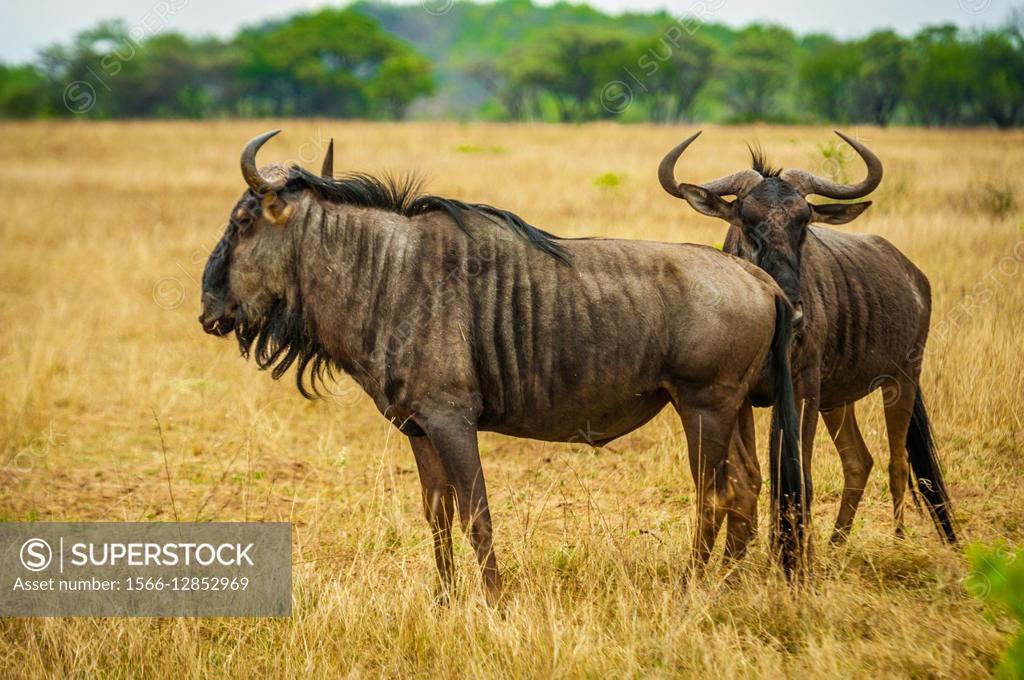 The wildebeests or gnus, are a genus of antelopes. They belong to the  family Bovidae, which includes antelopes, cattle, goats, sheep and other  even-to... - SuperStock