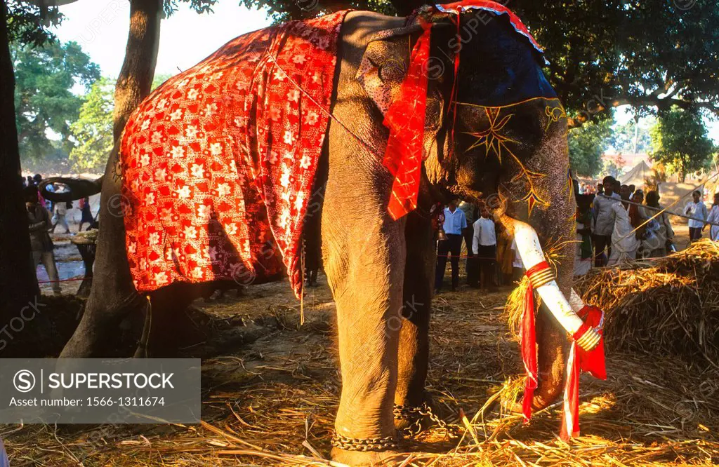 elephant at the biggest elephant market of the world in Sonpur, India -  SuperStock