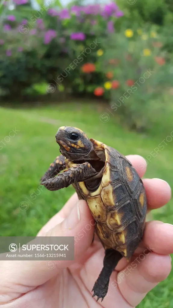 Tortoise baby (Chelonoidis carbonaria) is a species of tortoises from northern South America