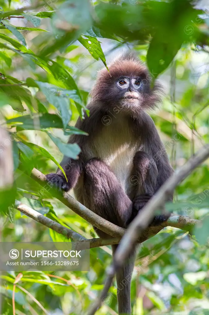 South east Asia, India,Tripura state,Phayre´s leaf monkey or Phayre´s  langur (Trachypithecus phayrei). - SuperStock