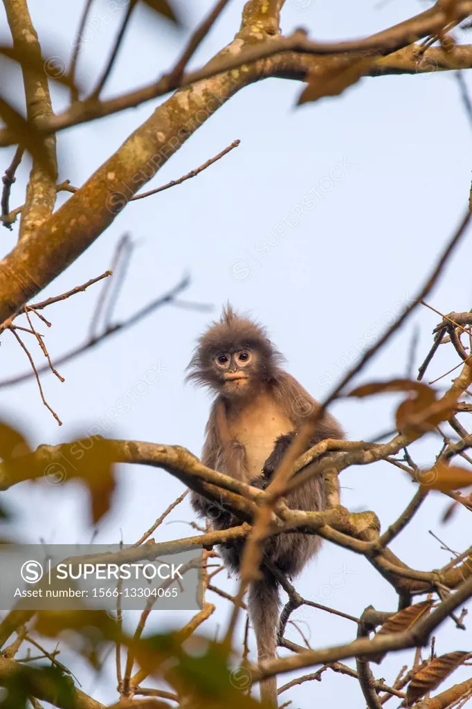 South east Asia, India,Tripura state,Phayre´s leaf monkey or Phayre´s  langur (Trachypithecus phayrei). - SuperStock