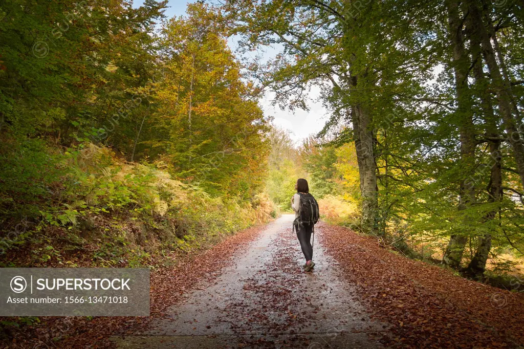 Woman backpacker walking and autumn in Irati forest.