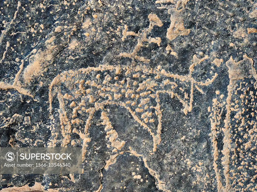 Prehistoric Saharan petroglyph rock art carvings of cattle with a man riding on its back from a site 20km east of Taouz, South Eastern Morocco.
