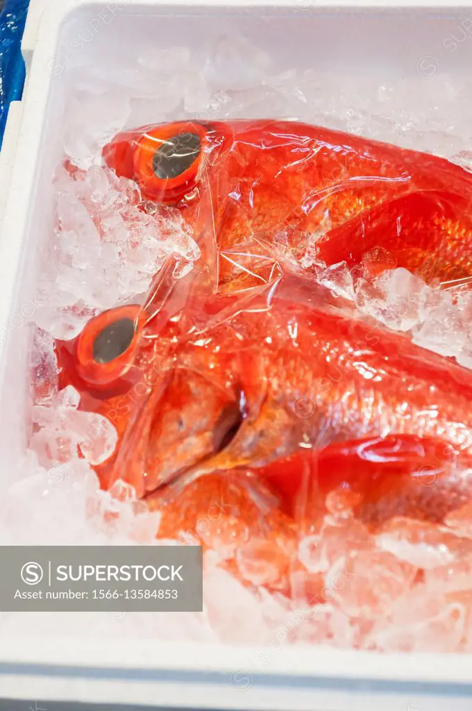 Golden eye snapper/red snapper/Kinmedai on ice, Beryx splendens, Tsukiji  Fish Market, Tokyo, Japan. - SuperStock