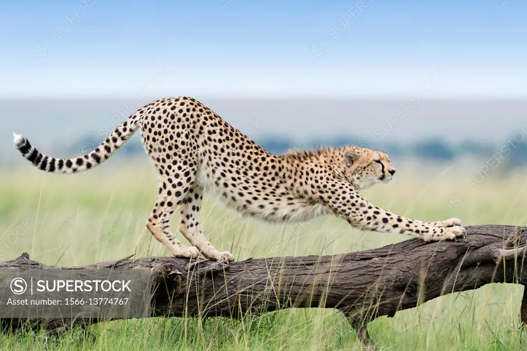 Cheetah (Acinonix jubatus) stretching on fallen tree, Maasai Mara National Reserve, Kenya.