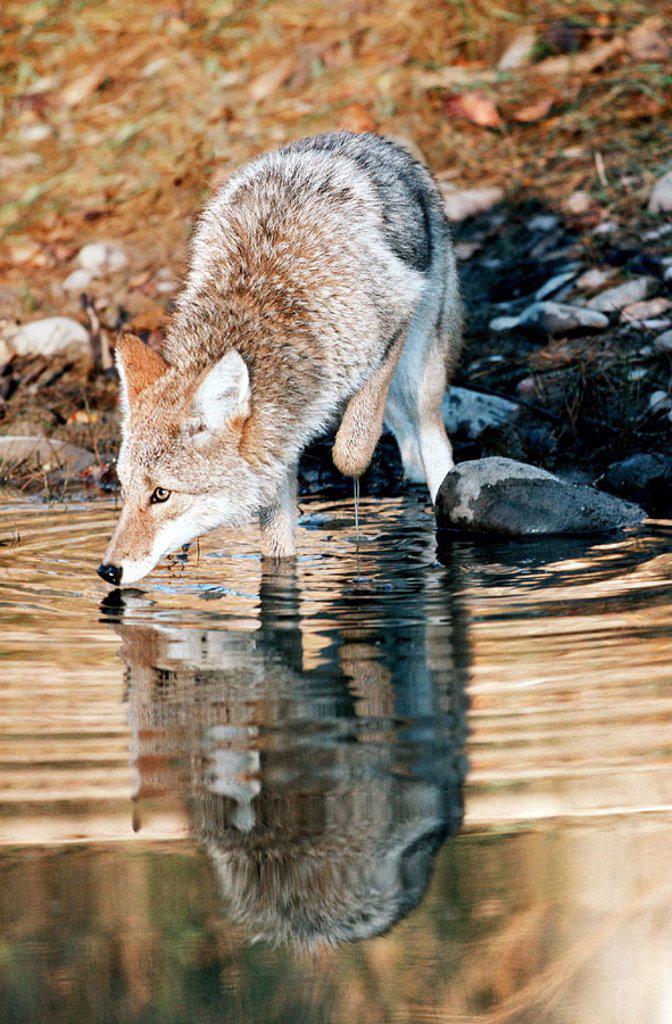 Coyote drinking water - Search