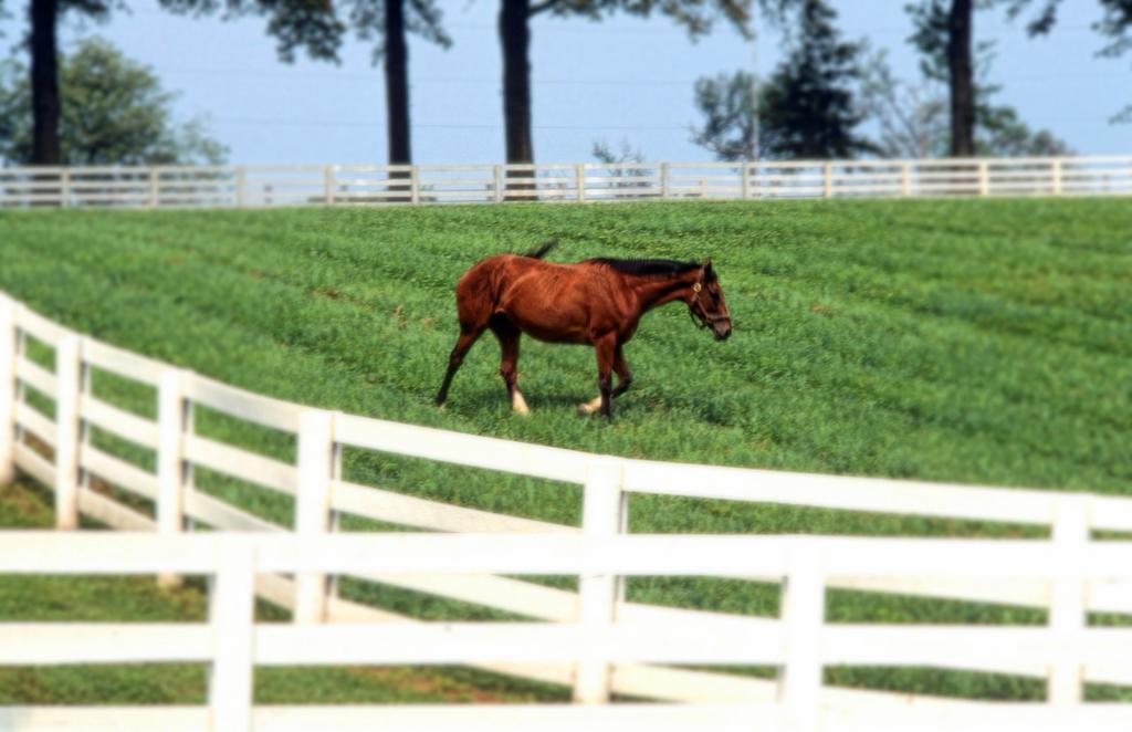 Beautiful expensive horse farm with white fence with horse grazing for Kentucky Derby type horses near Lexington Kentucky USA
