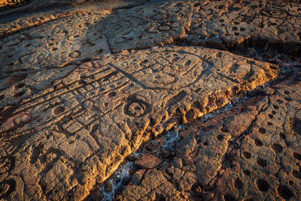 Hawaiian petroglyphs on the Mamalahoa Trail (Kings Trail), Waikoloa, Kohala Coast, The Big Island, Hawaii USA.