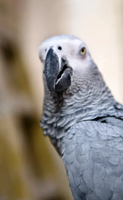 African Grey parrot- close up