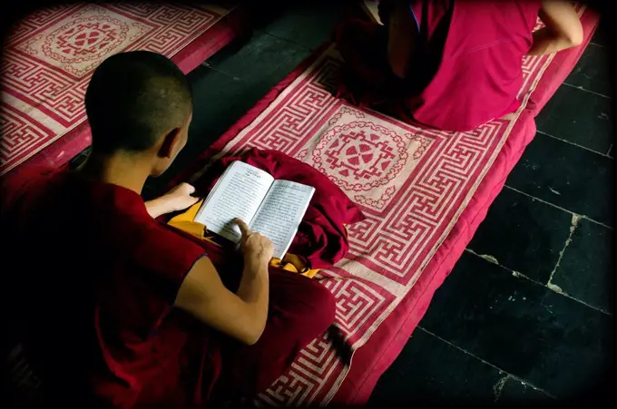 monjes, monjes budistas, monjes budistas tibetanos, estudio, lectura, educación, meditación, concentración, magenta, purpura, cochonetas, libros, mona...