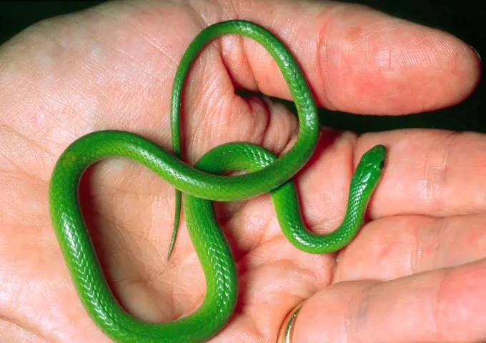 A smooth green snake in the palm of a person´s hand